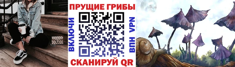 где найти   Нижний Тагил  Псилоцибиновые грибы Psilocybine cubensis 